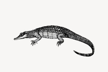 Caiman, crocodile drawing, vintage animal | Free Vector Illustration - rawpixel