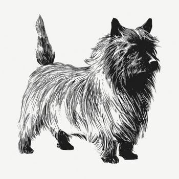 Cairn Terrier dog drawing, vintage | Free PSD - rawpixel