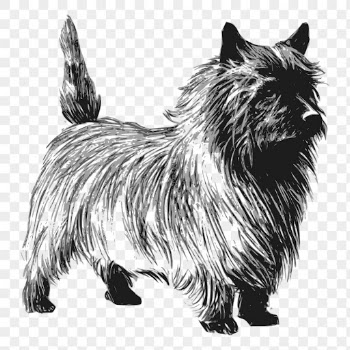 Cairn Terrier dog png drawing | Free PNG - rawpixel