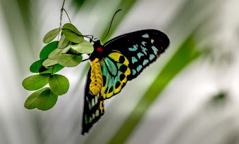 Cairns Birdwing Butterfly Perching on Green Leaf in Selective-focus Photography