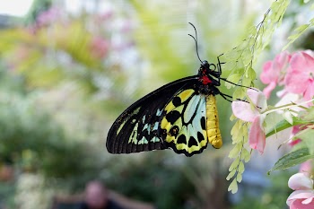 cairns_birdwing.jpg