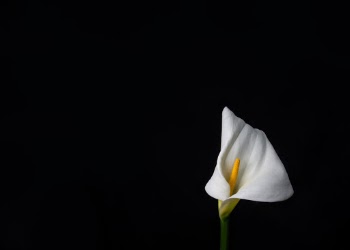 Cala Lily dances into empty space, its white sheath like a cape behind it.