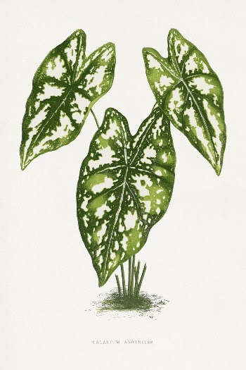 Caladium Argy leaf illustration from Les | Free Photo Illustration - rawpixel
