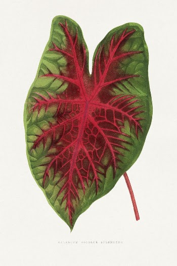 Caladium bicolor splendens leaf illustration | Free Photo Illustration - rawpixel