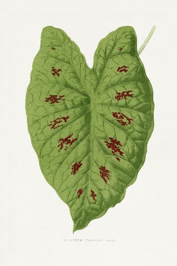 Caladium leaf illustration from Les | Free Photo Illustration - rawpixel