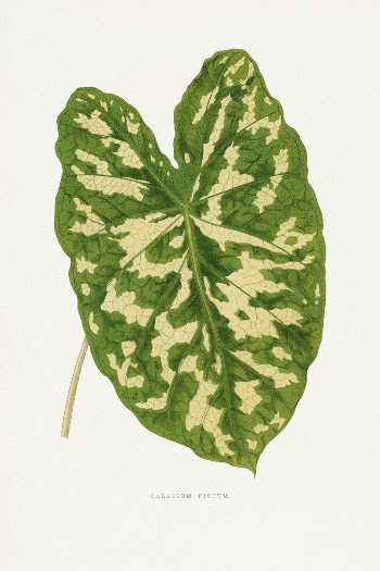 Caladium Pictum leaf illustration from Les | Free Photo Illustration - rawpixel