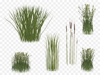 Calamagrostis acutiflora Bamboo Reed - beet 