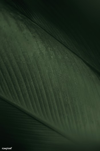 Calathea lutea leaf macro shot background | Free  photo - 2267731