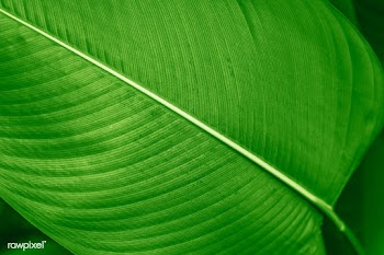 Calathea Lutea leaf macro shot background | Free  photo - 2341483
