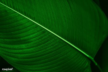 Calathea Lutea leaf macro shot background | Free  photo - 2341486