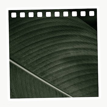 Calathea Lutea leaf patterned notepaper with white border design eleme.. | Free  transparent png - 2343731