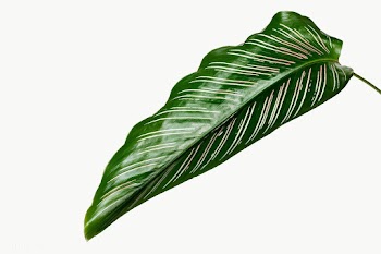 Calathea Ornata leaf transparent png | Free  transparent png - 2229247