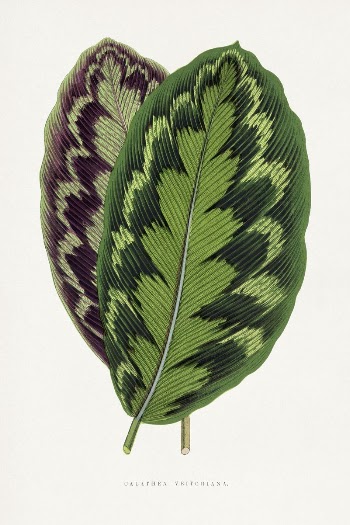 Calathea Veitchiana leaf illustration from Les | Free Photo Illustration - rawpixel