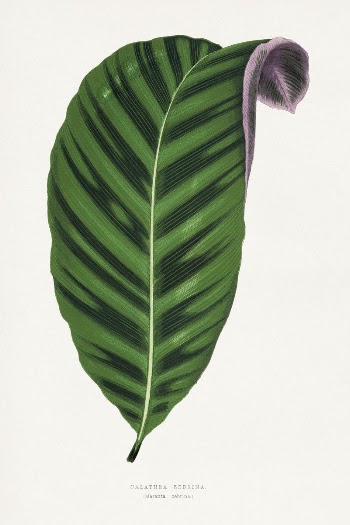 Calathea zebrina leaf illustration from Les | Free Photo Illustration - rawpixel