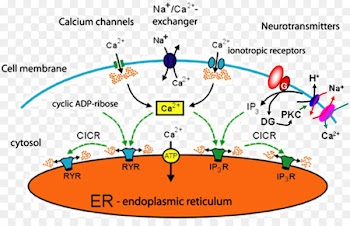 Calcium signaling Cellular Calcium: A Practical Approach Intracellular - atp map 