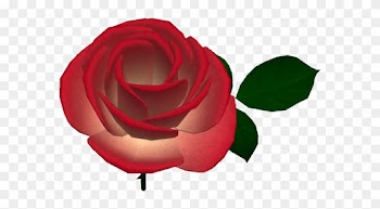 Caledon Oxbridge Village Red Rose 2018 - Garden Roses