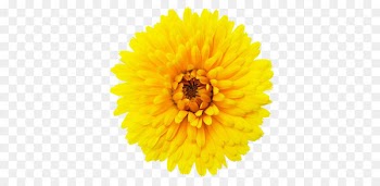 Calendula flowers 