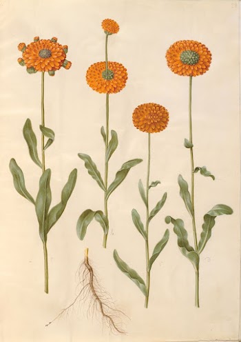 Calendula officinalis (garden marigold) by Maria | Free Photo - rawpixel
