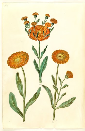Calendula officinalis (garden marigold) by Maria | Free Photo - rawpixel