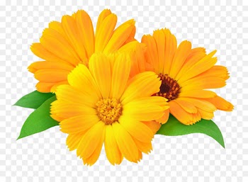 Calendula officinalis Marigold Flower Oil Skin - Beauty Marigold Flower 
