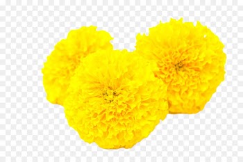 Calendula officinalis Mexican marigold Flower Yellow Toran - Yellow marigold 