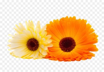 Calendula officinalis Orange Flower - Marigold close-up image 