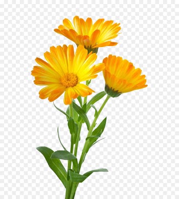Calendula officinalis Stock photography Royalty-free Clip art - Three to pull the material Marigold Free 