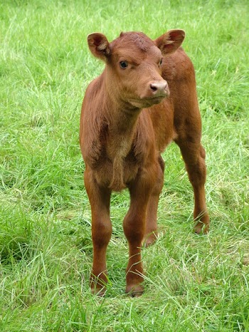 Calf.JPG