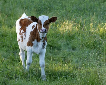 calf_stare.jpg