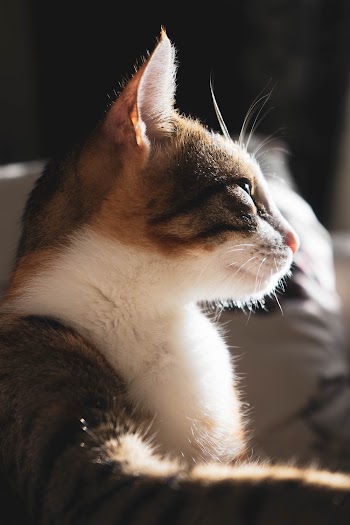Calico Cat