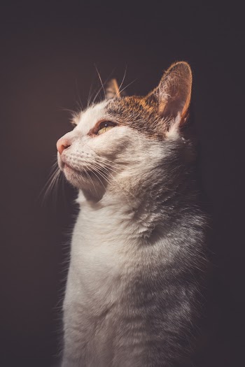 Calico Cat