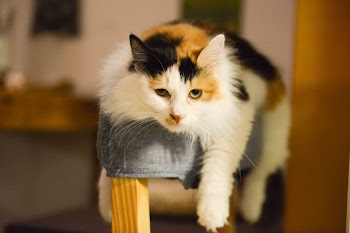 Calico Cat