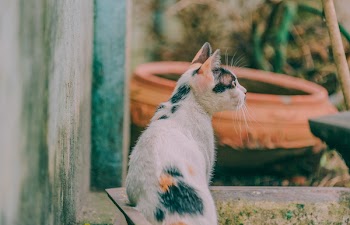 Calico Cat Beside Gray Wall