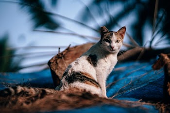 Calico Cat in Close Up Photography