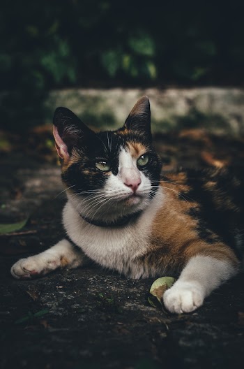 Calico Cat on Brown Floor