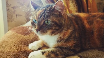 Calico Cat on Brown Textile