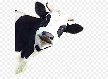 California Cattle Flatulence Methane Livestock - A cow 
