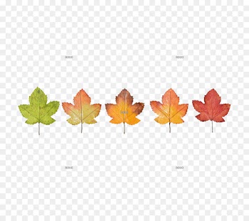 California Costumes Fashion Nurse Adult Costume Leaf Image Drawing -  