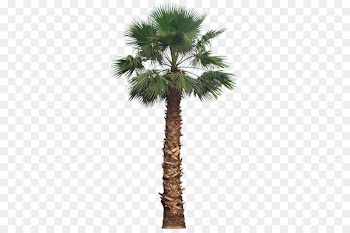 California palm Palm trees Portable Network Graphics Laura Ashley 56" Tall Cycas Palm Tree in Planter - tree 