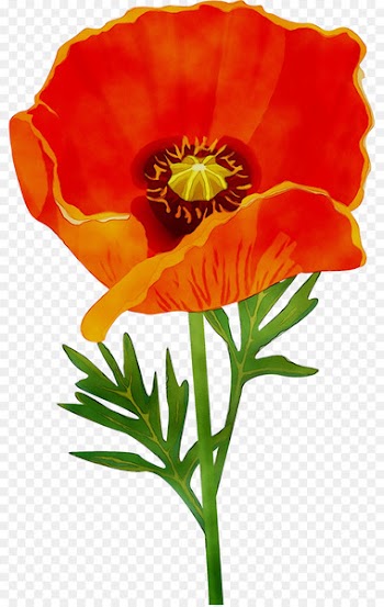 California poppy Annual plant Plant stem Cut flowers Wildflower -  