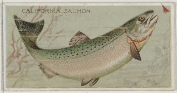 California Salmon, from the series | Free Photo - rawpixel