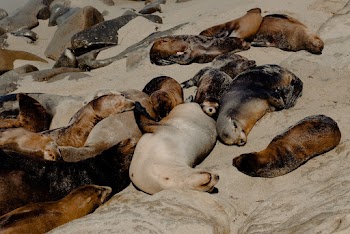 California Sea Lions