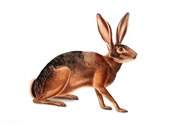 Californian Hare illustration | Free stock vector - 457925