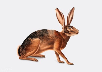 Californian Hare illustration | Free stock vector - 457928