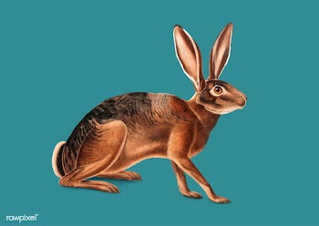 Californian Hare illustration | Free stock vector - 457962