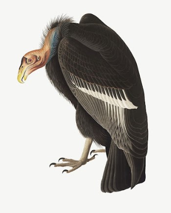 Californian vulture bird, vintage animal | Free PSD Illustration - rawpixel