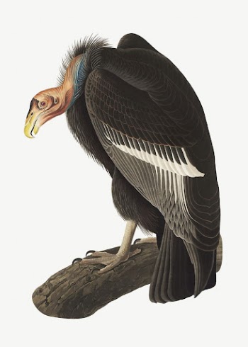Californian vulture bird, vintage animal | Free PSD Illustration - rawpixel