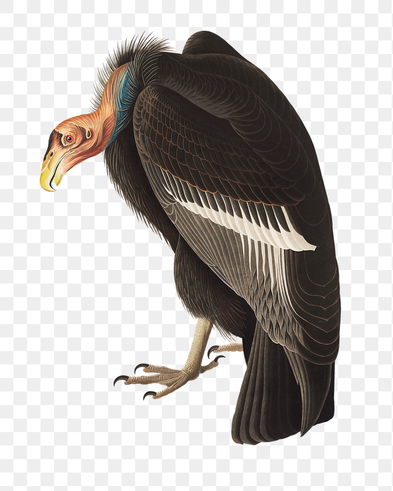 Californian vulture png bird sticker, | Free PNG Illustration - rawpixel