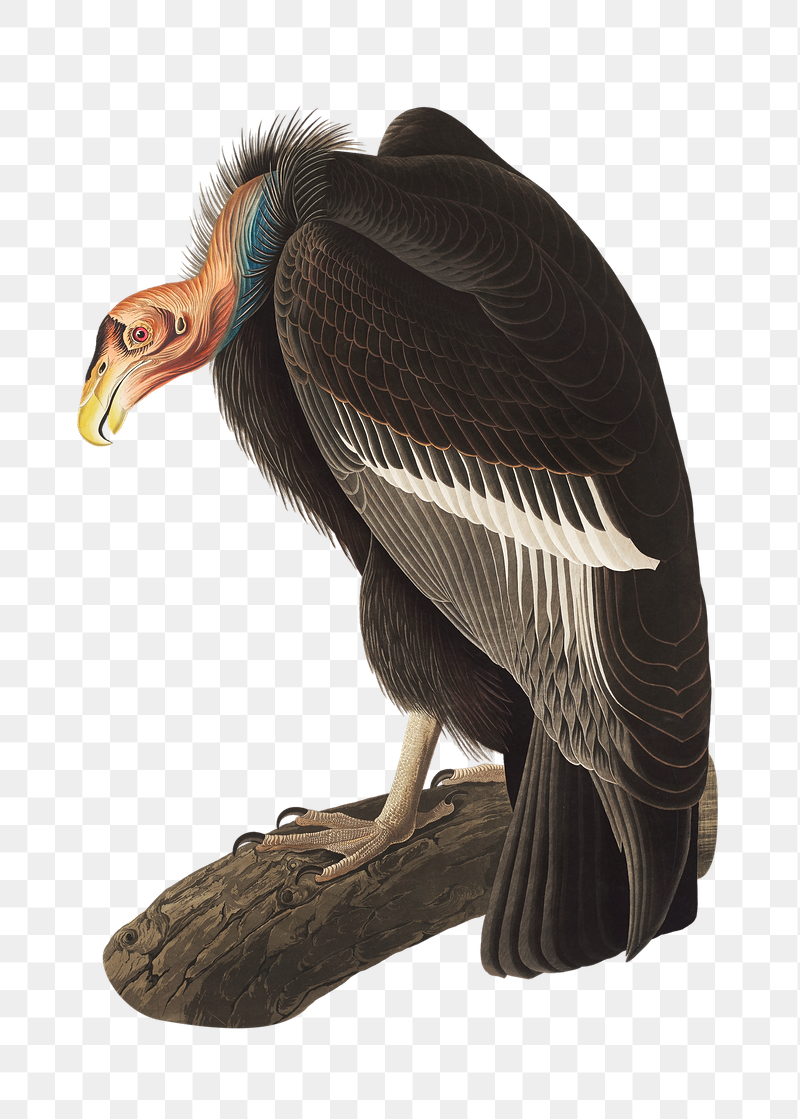 Californian vulture png bird sticker, | Free PNG Illustration - rawpixel