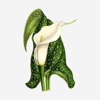Calla flower clipart, vintage botanical | Free Photo - rawpixel